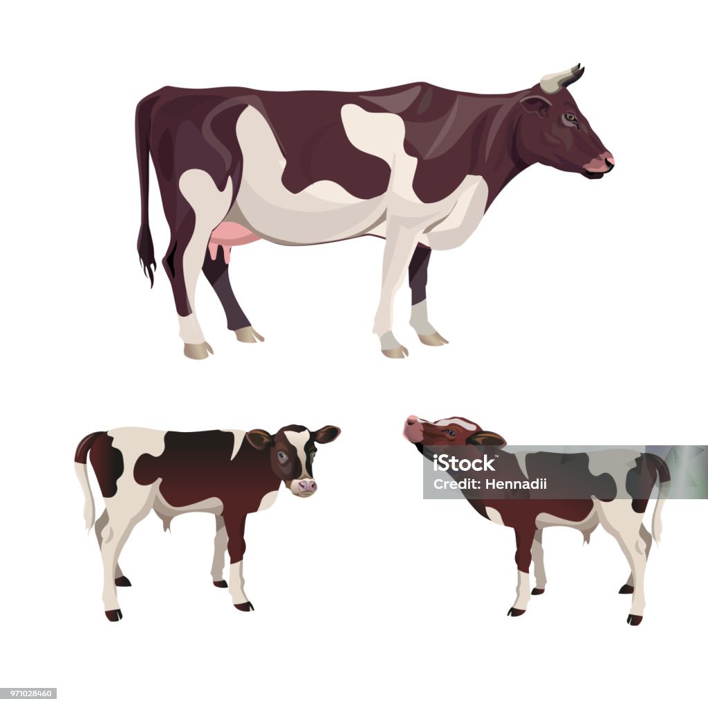 Cow with calves Cow with calves. Vector illustration isolated on white background Cow stock vector