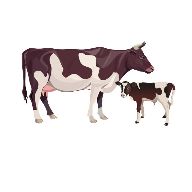 illustrazioni stock, clip art, cartoni animati e icone di tendenza di madre mucca con vitello bambino - bestiame bovino di friesian