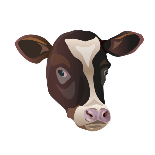 illustrazioni stock, clip art, cartoni animati e icone di tendenza di schizzo a colori del viso della mucca - bestiame bovino di friesian