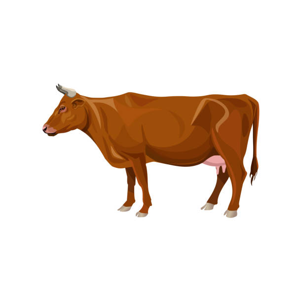 Brown cow standing Brown cow standing. Side view. Vector illustration isolated on white background british beef cow stock illustrations