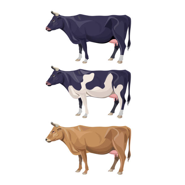 illustrazioni stock, clip art, cartoni animati e icone di tendenza di set di colori delle mucche diversi - bestiame bovino di friesian