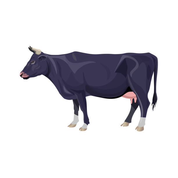 czarna krowa stojąca - nowt stock illustrations