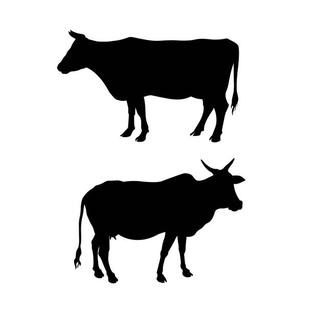 sylwetki stojącej krowy - nowt stock illustrations