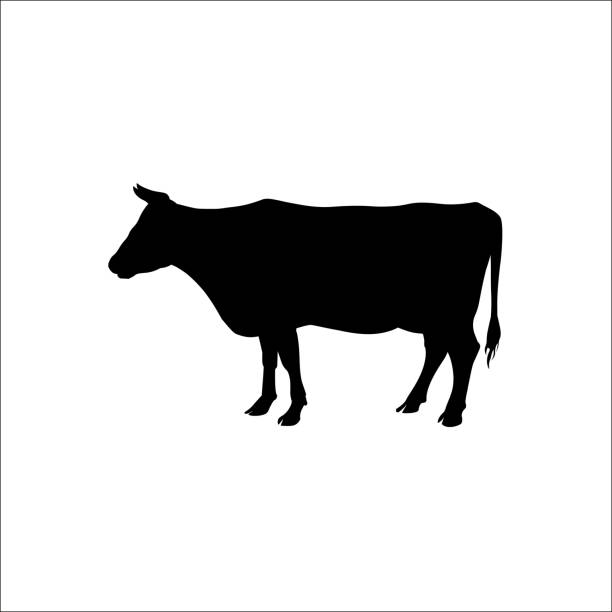 stockillustraties, clipart, cartoons en iconen met silhouet van een staande koe - cow