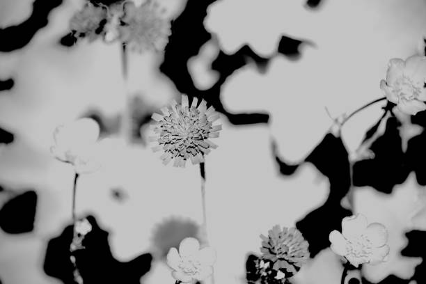 istock Black and white nature abstract 971028508