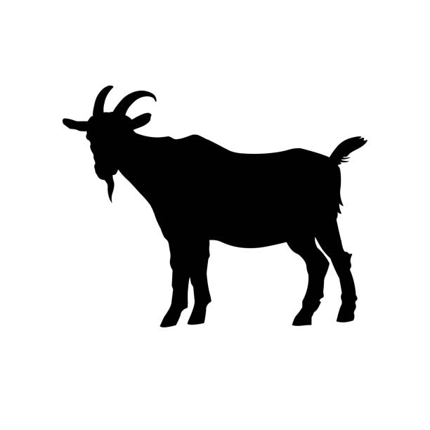 Goat standing silhouette Goat standing black silhouette side view. Vector illustration isolated on white background bovidae stock illustrations