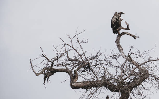 istock vulture sitting on the top of the tree 971028728