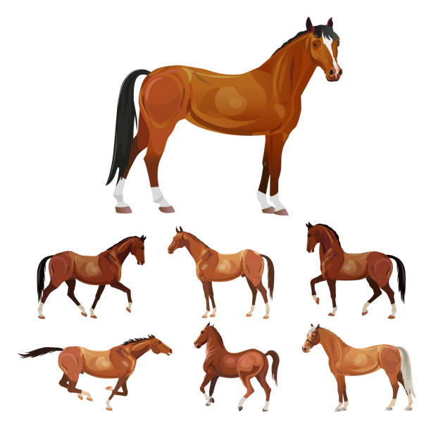 illustrazioni stock, clip art, cartoni animati e icone di tendenza di cavalli in varie pose - cavallo