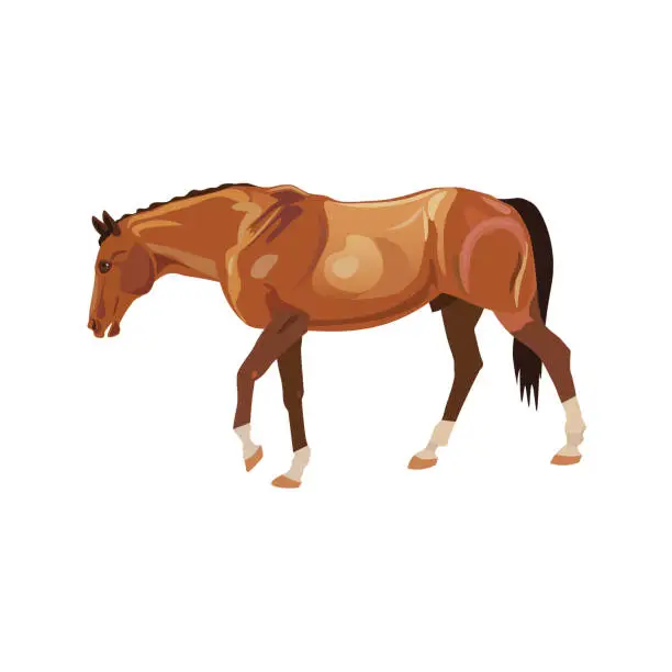 Vector illustration of Wandering horse red