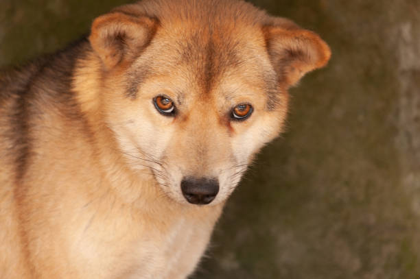 istock yellow dog animal 971029112