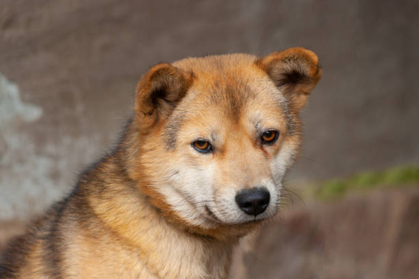istock yellow dog animal 971029170