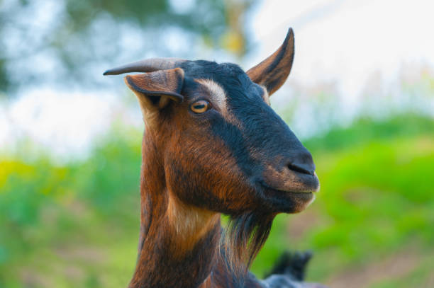 istock Goat looks at us 971030700
