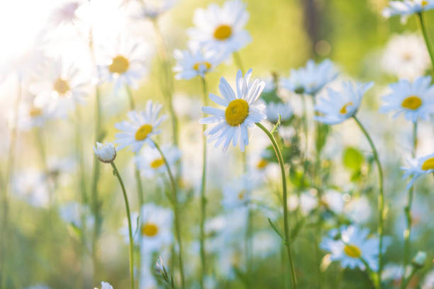 istock White daisies flowers on sunlight 971031592
