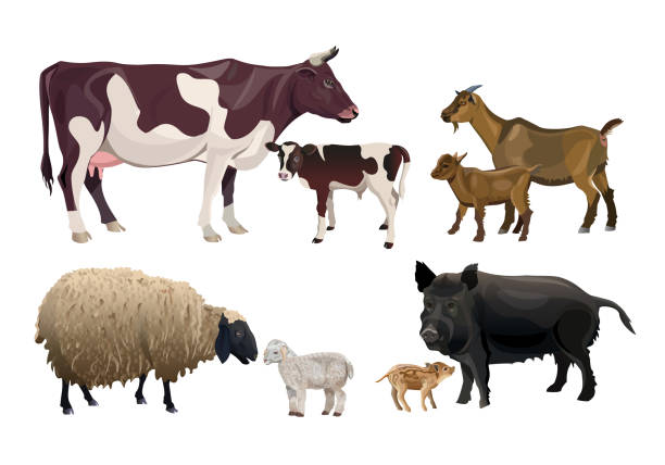 ilustraciones, imágenes clip art, dibujos animados e iconos de stock de animales de granja y sus hijos - suckling
