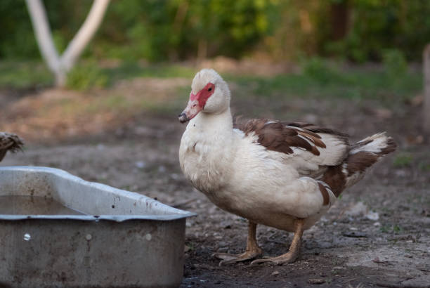 istock duck in a row. white duck on the wild grass 971032536