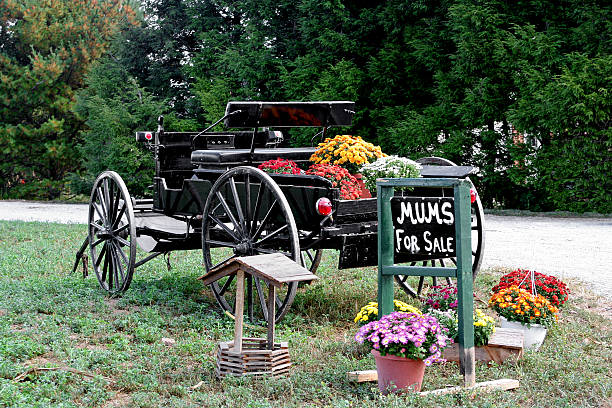 istock Amish Mums for Sale 97103256