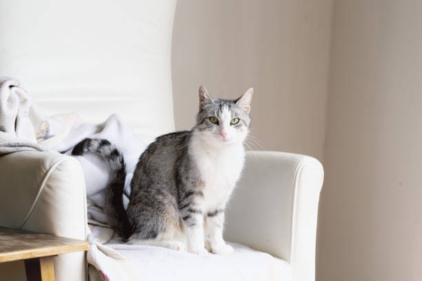 istock Tabby cat sitting on chair 971032812