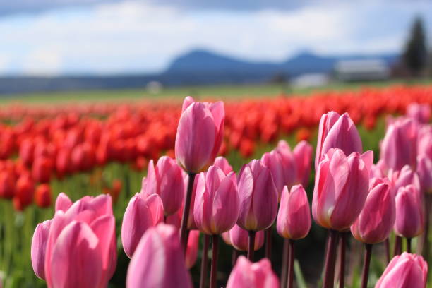 istock Pink on Red tulip landscape 971035220