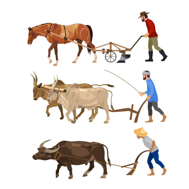 illustrazioni stock, clip art, cartoni animati e icone di tendenza di gli agricoltori arare la terra con gli animali - aratro