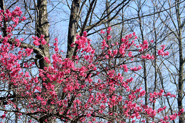 istock Burst of Pink Against Bare Trees 97103897