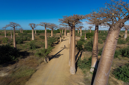 Avenue de Baobab, Madagascar