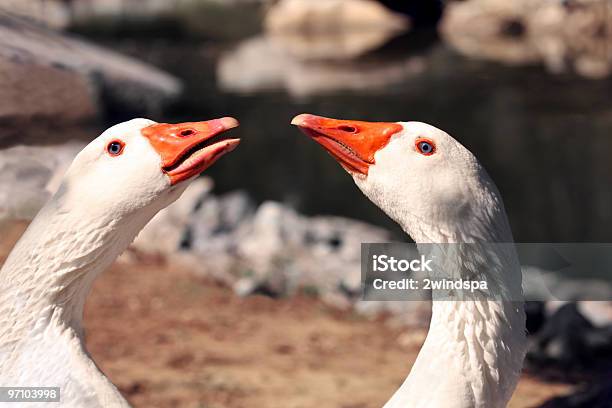 Due Ochebacio O Battaglia - Fotografie stock e altre immagini di Ambientazione esterna - Ambientazione esterna, Becco, Composizione orizzontale