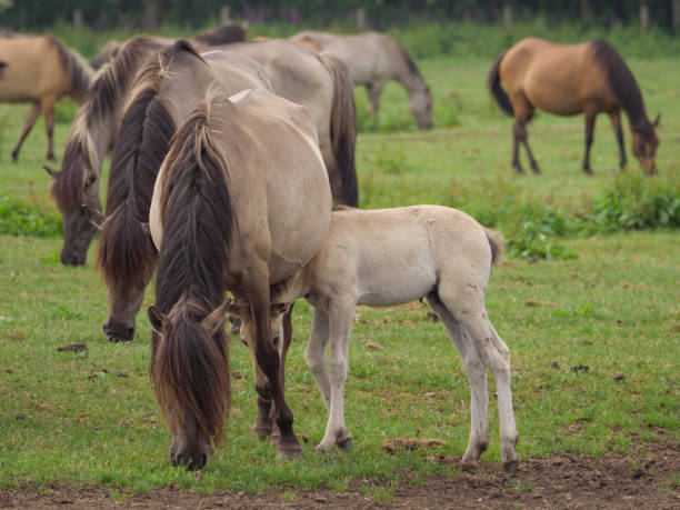 istock wild horses in germany 971040030