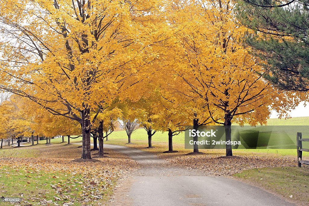 Arbres automne doré - Photo de Arbre libre de droits
