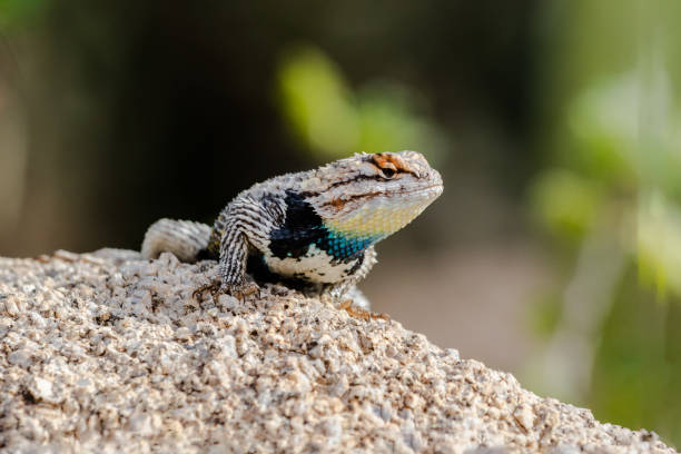 desert spiny lizard auf granitfelsen. - sonora state stock-fotos und bilder