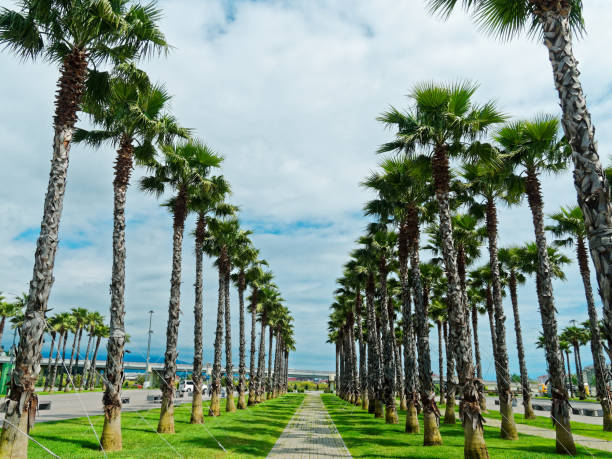 Sochi, Russia - May 15, 2018: Palm trees in a rows in front of Olympic park
