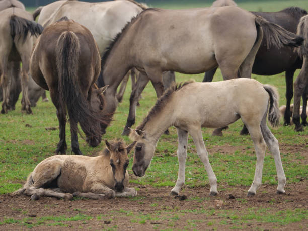 istock wild horses in germany 971043318