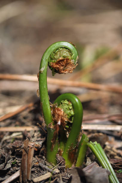 Fiddlehead Fern stock photo