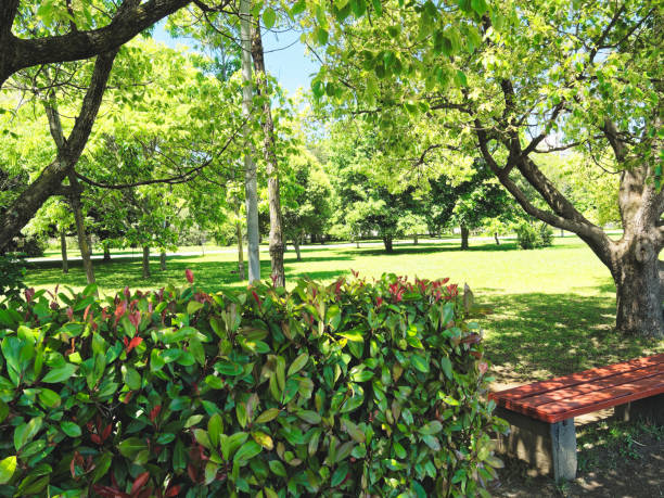 Public park behind the hedge