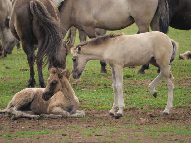 istock wild horses in germany 971046450