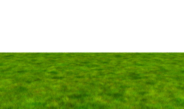 istock Lush grass field on white background, 3d illustration. 971046716