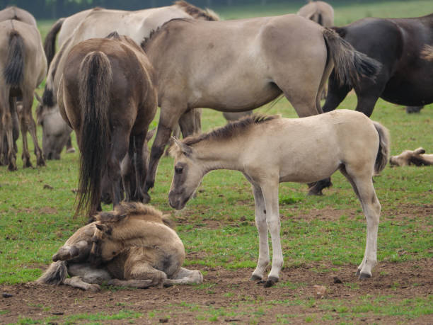istock wild horses in germany 971046812