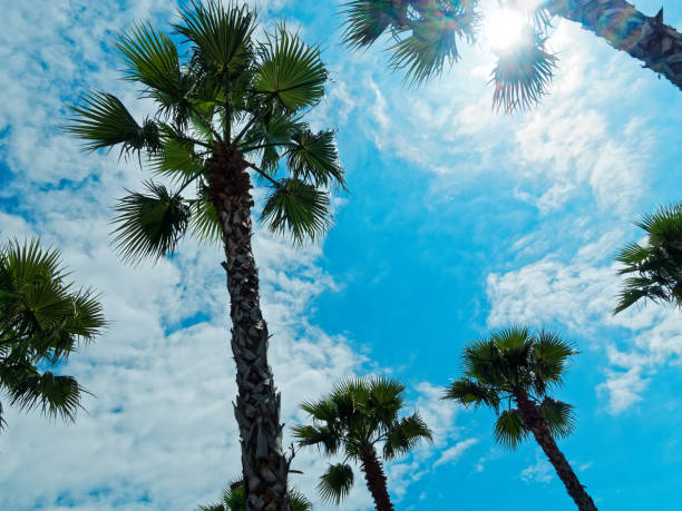 istock Palm trees against cloudy sky 971047168