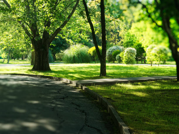 istock Tranquil park in resort district 971047254