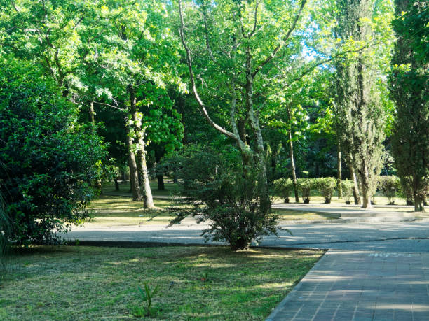 istock Tranquil park in resort district 971047264