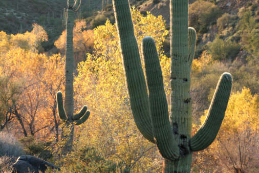 Giant thorny Saguaro Cactus in Sonoran Desert of Southwestern 