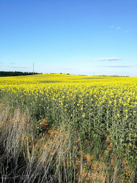 istock Blooming rapes field with vivid yellow blossoms 971048358