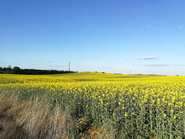 istock Blooming rapes field with vivid yellow blossoms 971052372