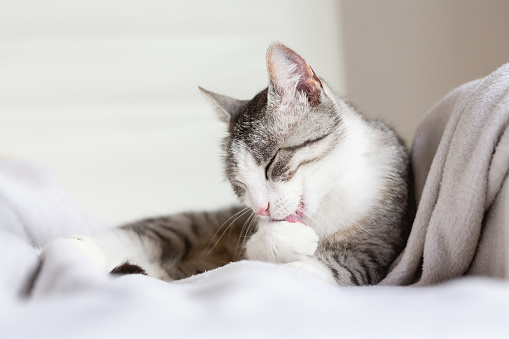Tabby cat lying on white blanket, cleaning herself with her tongue, eyes closed