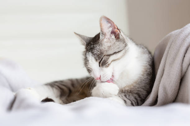 Tabby cat cleaning herself stock photo