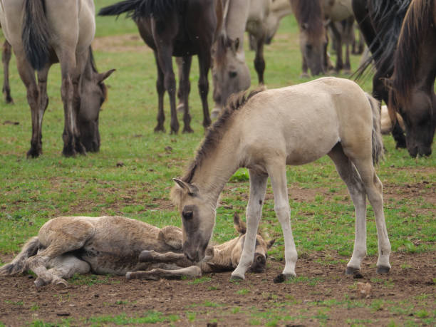 istock wild horses in germany 971052746