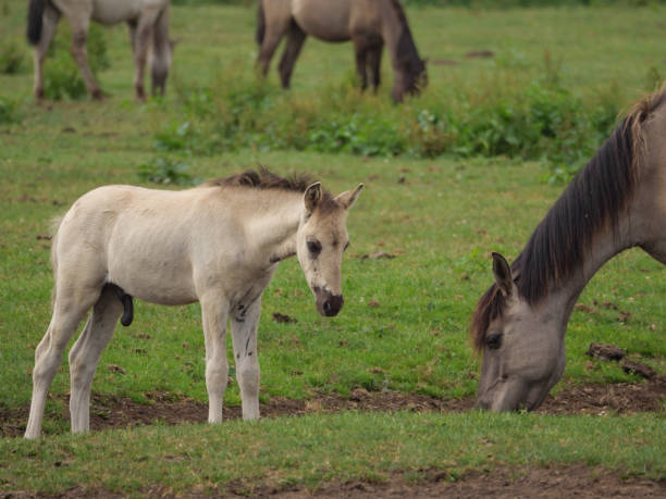 istock wild horses in germany 971054324