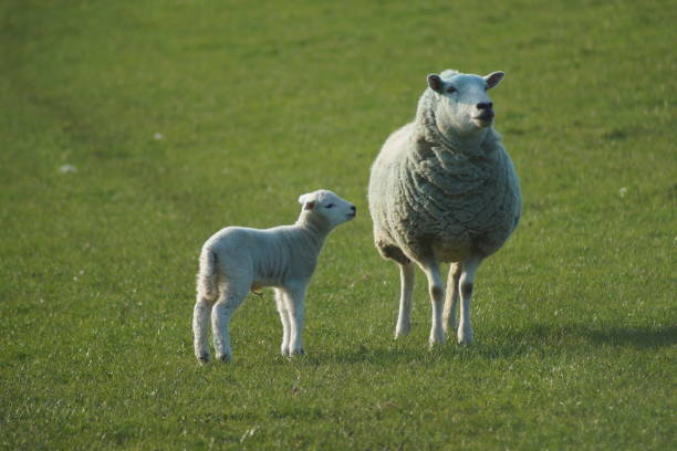 istock Ewe with lamb in a grass field 971057682