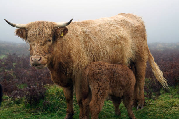 istock Highland Cow on Dartmoor looking at camera 971060024