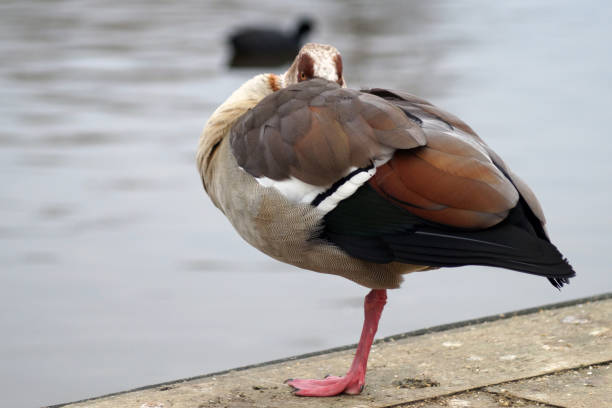 istock Egyptian geese standing 971060614