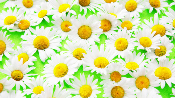 istock beautiful daisies on an green background 971061046
